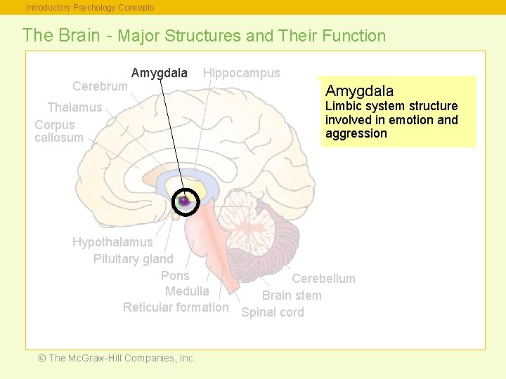 Introductory Psychology Concepts The Brain - Major Structures and Their Function Cerebrum Amygdala Thalamus