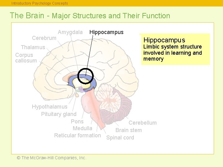 Introductory Psychology Concepts The Brain - Major Structures and Their Function Cerebrum Amygdala Thalamus