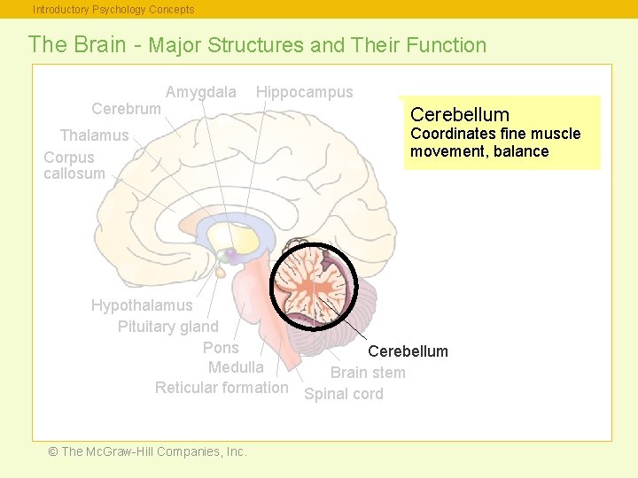 Introductory Psychology Concepts The Brain - Major Structures and Their Function Cerebrum Amygdala Thalamus