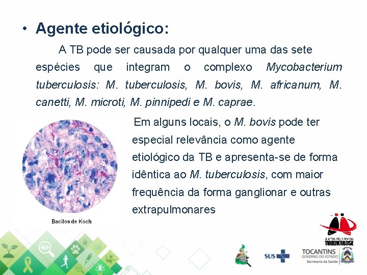  • Agente etiológico: A TB pode ser causada por qualquer uma das sete