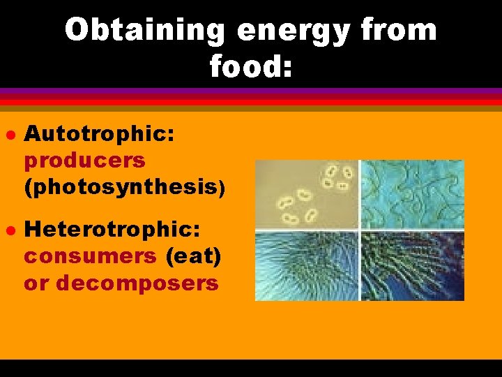 Obtaining energy from food: l l Autotrophic: producers (photosynthesis) Heterotrophic: consumers (eat) or decomposers