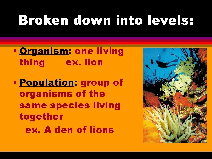 Broken down into levels: • Organism: one living thing ex. lion • Population: group Broken down into levels: • Organism: one living thing ex. lion • Population: group