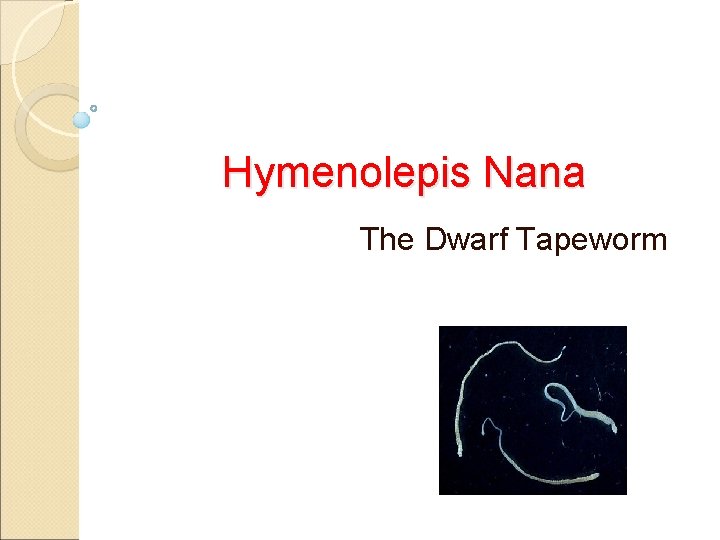 Hymenolepis Nana The Dwarf Tapeworm 