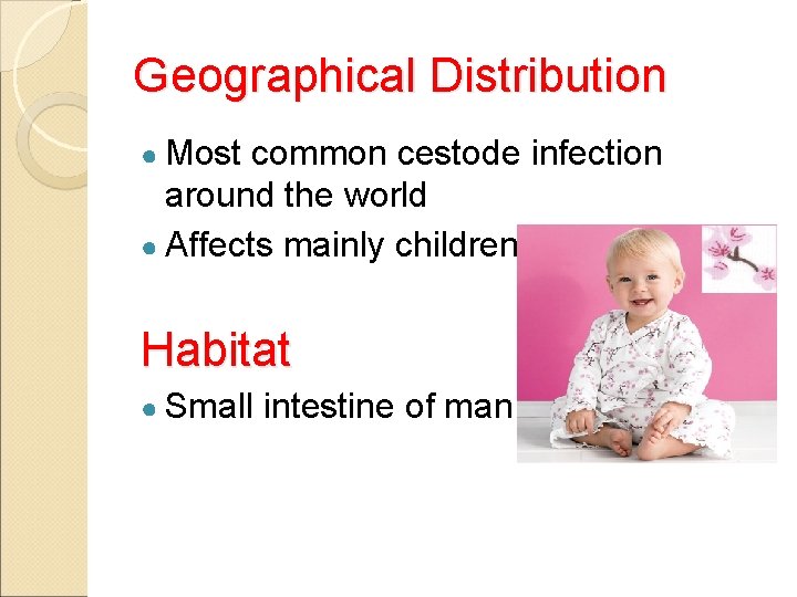 Geographical Distribution ● Most common cestode infection around the world ● Affects mainly children