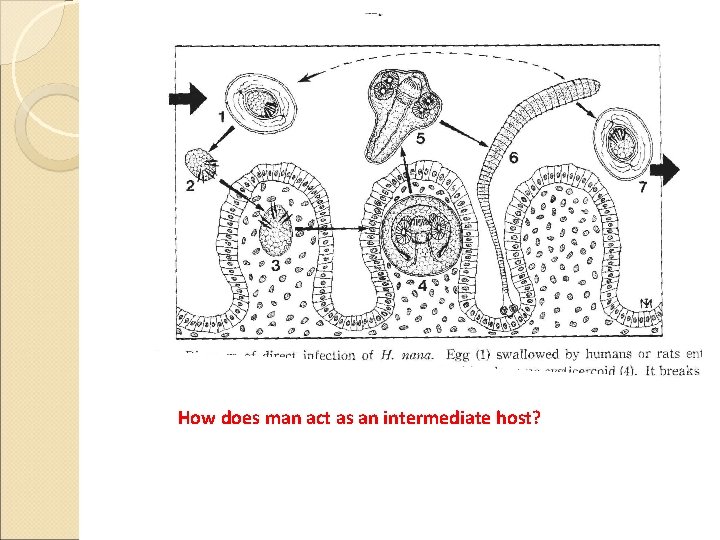 How does man act as an intermediate host? 
