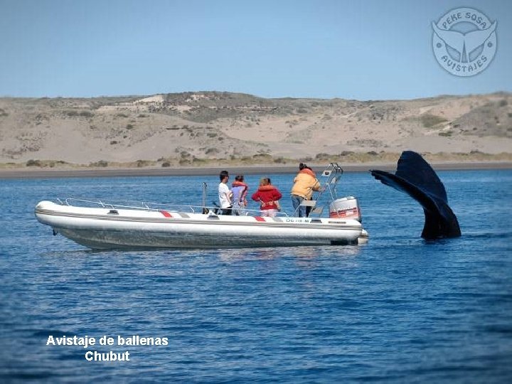 Avistaje de ballenas Chubut 
