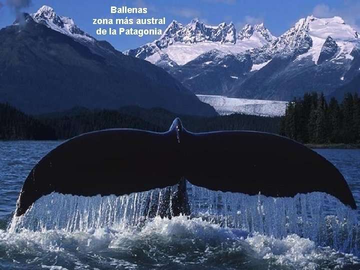 Ballenas zona más austral de la Patagonia 