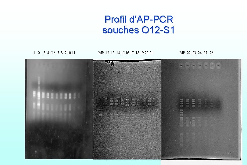 Profil d'AP-PCR souches O 12 -S 1 1 2 3 4 5 6 7