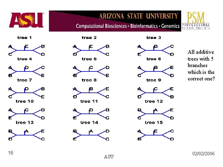 All additive trees with 5 branches which is the correct one? 16 ASU 02/02/2006