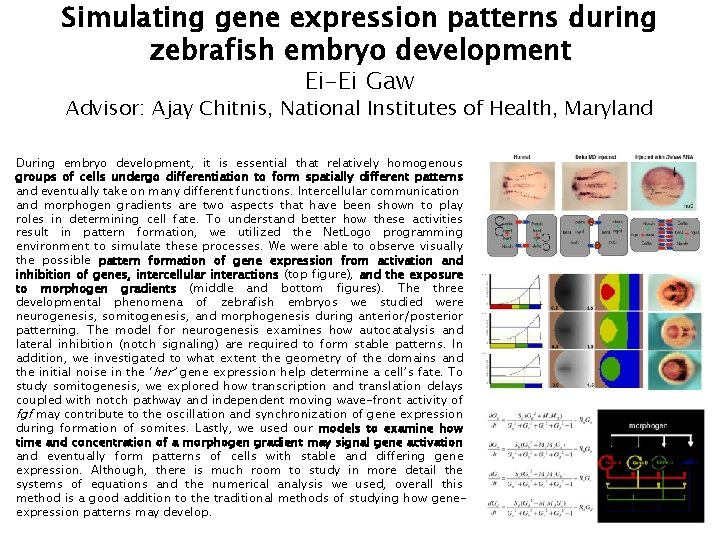 Simulating gene expression patterns during zebrafish embryo development Ei-Ei Gaw Advisor: Ajay Chitnis, National