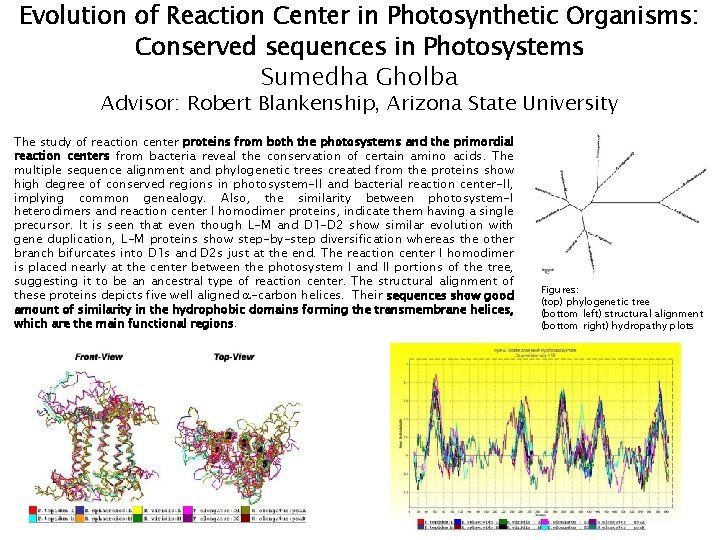 Evolution of Reaction Center in Photosynthetic Organisms: Conserved sequences in Photosystems Sumedha Gholba Advisor: