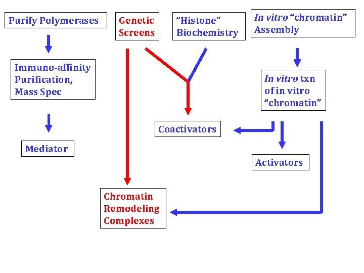 Purify Polymerases Genetic Screens “Histone” Biochemistry Immuno-affinity Purification, Mass Spec In vitro “chromatin” Assembly