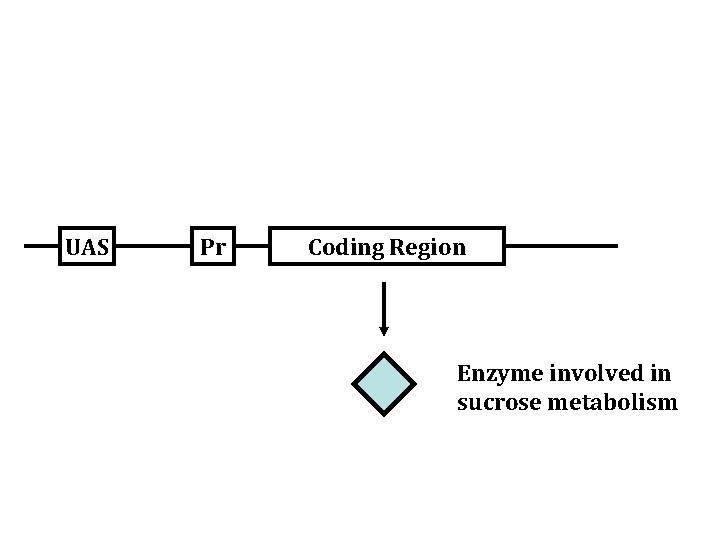 UAS Pr Coding Region Enzyme involved in sucrose metabolism 