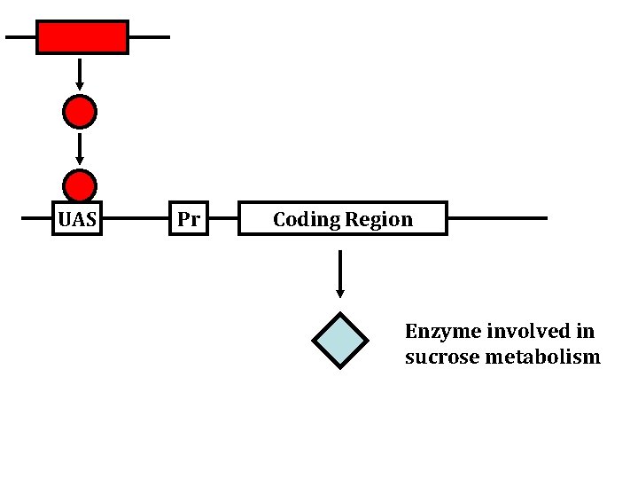 UAS Pr Coding Region Enzyme involved in sucrose metabolism 