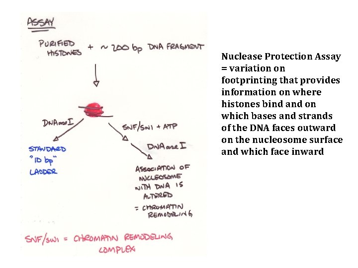 Nuclease Protection Assay = variation on footprinting that provides information on where histones bind