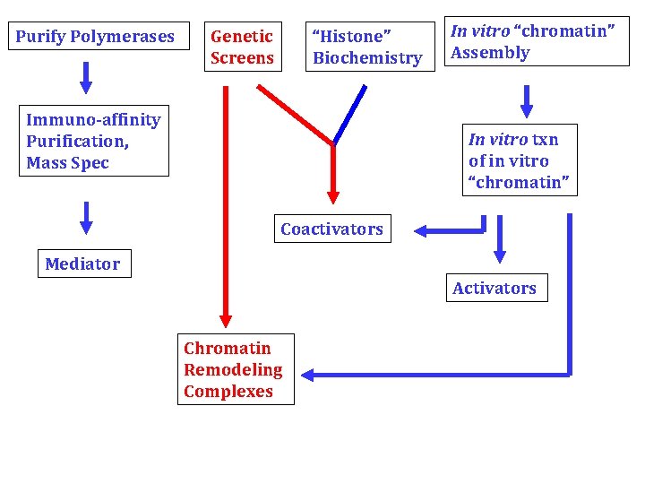 Purify Polymerases Genetic Screens “Histone” Biochemistry Immuno-affinity Purification, Mass Spec In vitro “chromatin” Assembly