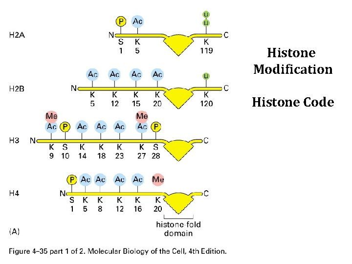 Histone Modification Histone Code 