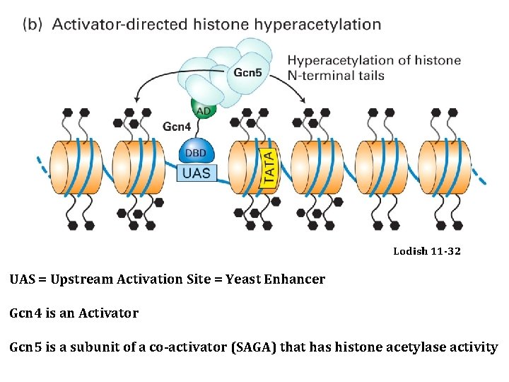 Lodish 11 -32 UAS = Upstream Activation Site = Yeast Enhancer Gcn 4 is