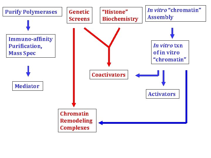 Purify Polymerases Genetic Screens “Histone” Biochemistry Immuno-affinity Purification, Mass Spec In vitro “chromatin” Assembly