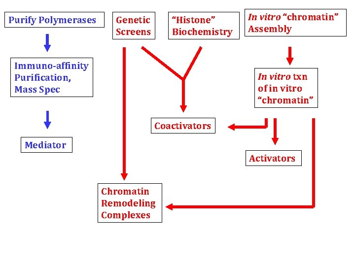 Purify Polymerases Genetic Screens “Histone” Biochemistry Immuno-affinity Purification, Mass Spec In vitro “chromatin” Assembly