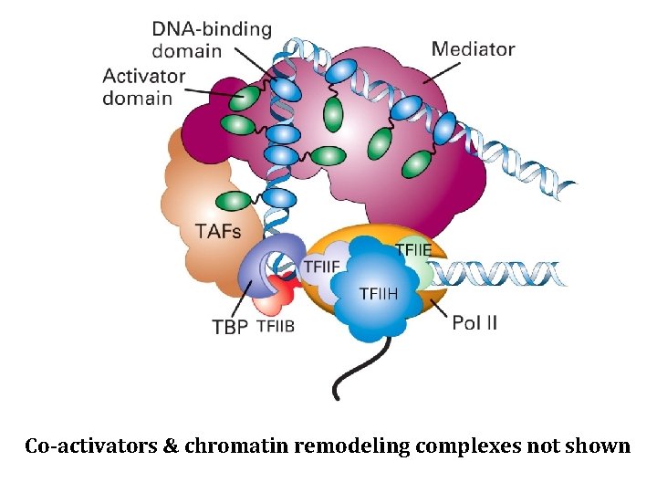 Co-activators & chromatin remodeling complexes not shown 