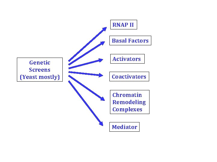 RNAP II Basal Factors Genetic Screens (Yeast mostly) Activators Coactivators Chromatin Remodeling Complexes Mediator