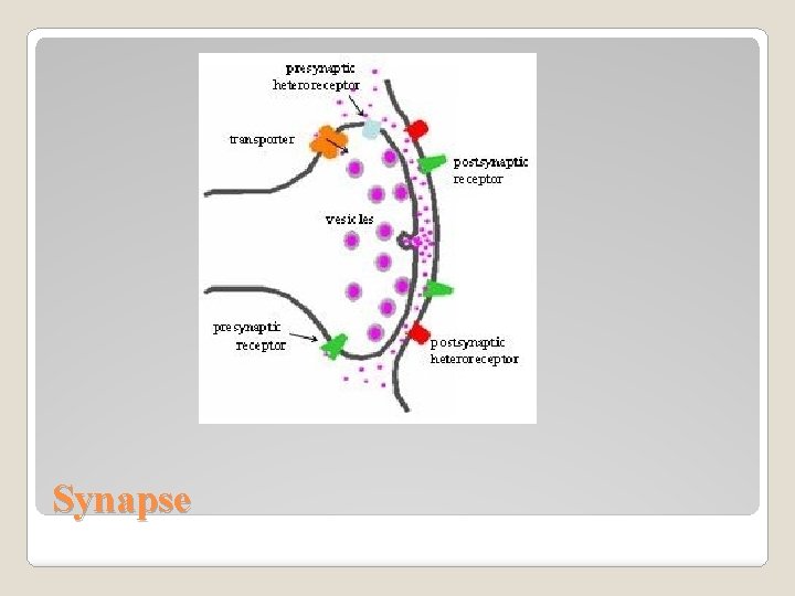 Synapse 