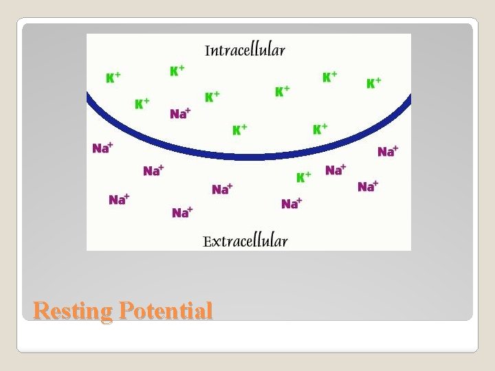 Resting Potential 
