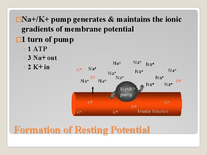 �Na+/K+ pump generates & maintains the ionic gradients of membrane potential � 1 turn