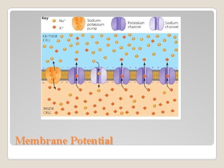Membrane Potential 