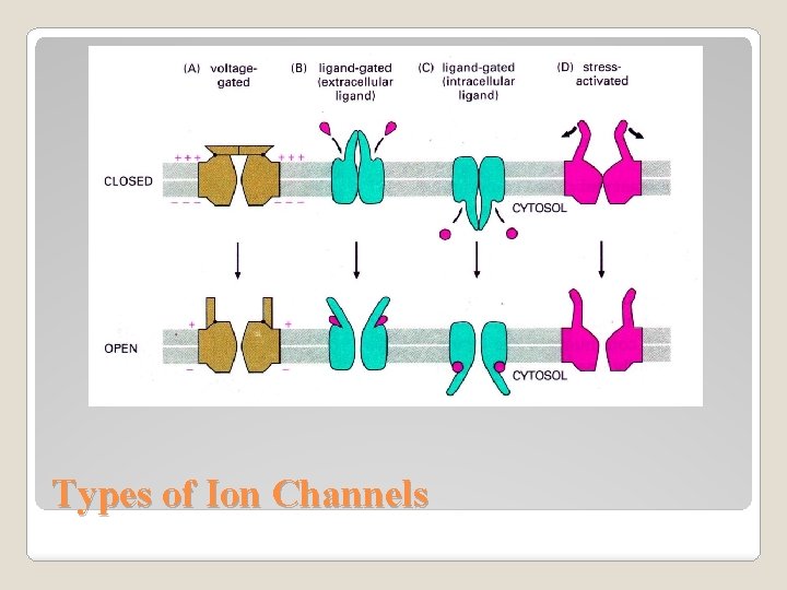Types of Ion Channels 