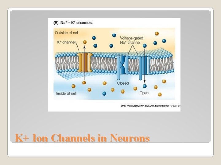 K+ Ion Channels in Neurons 