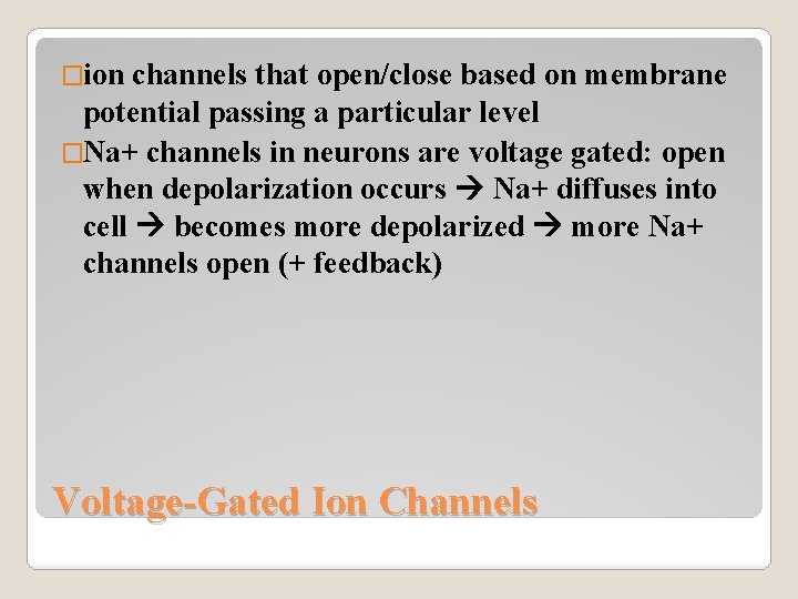 �ion channels that open/close based on membrane potential passing a particular level �Na+ channels