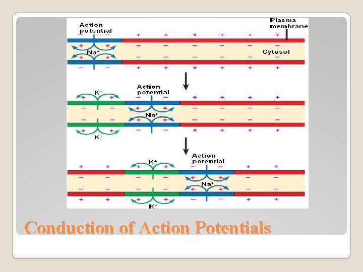Conduction of Action Potentials 