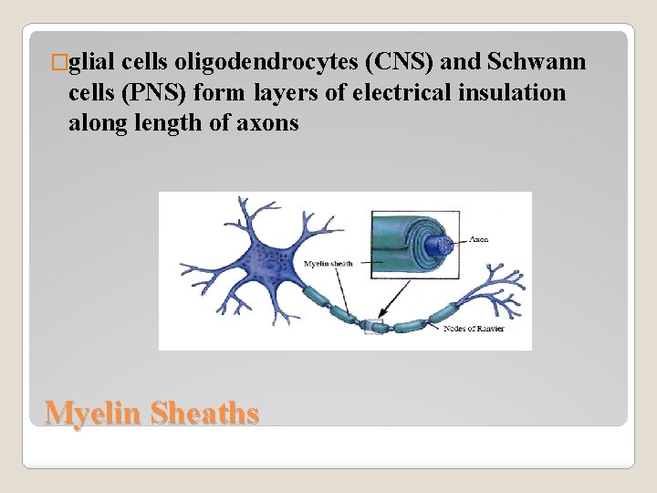 �glial cells oligodendrocytes (CNS) and Schwann cells (PNS) form layers of electrical insulation along