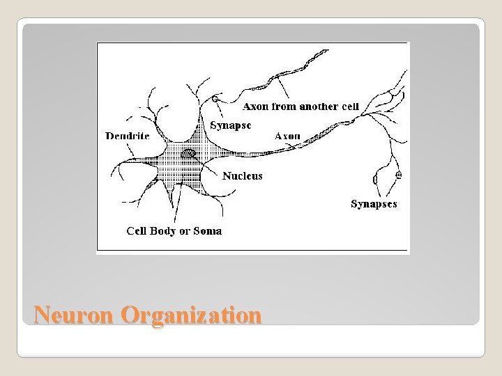 Neuron Organization 