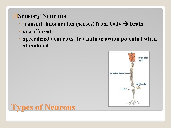 �Sensory Neurons ◦ transmit information (senses) from body brain ◦ are afferent ◦ specialized