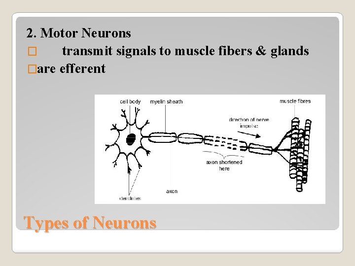 2. Motor Neurons � transmit signals to muscle fibers & glands �are efferent Types