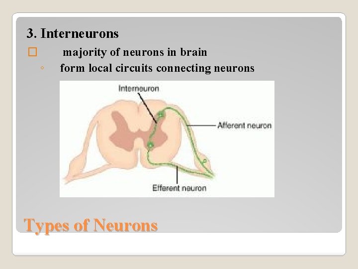 3. Interneurons � ◦ majority of neurons in brain form local circuits connecting neurons