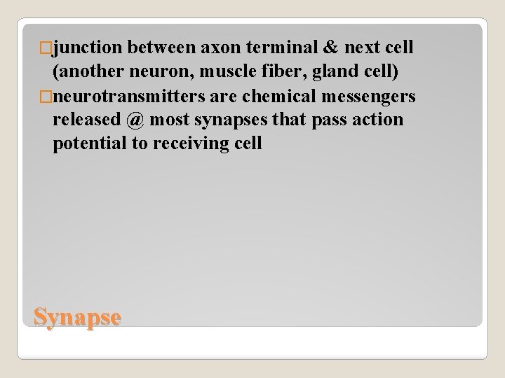 �junction between axon terminal & next cell (another neuron, muscle fiber, gland cell) �neurotransmitters