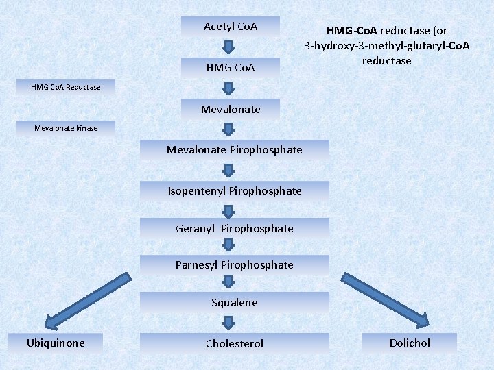Acetyl Co. A HMG-Co. A reductase (or 3 -hydroxy-3 -methyl-glutaryl-Co. A reductase HMG Co.