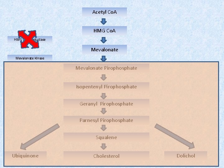 Acetyl Co. A HMG Co. A Reductase Mevalonate kinase Mevalonate Pirophosphate Isopentenyl Pirophosphate Geranyl