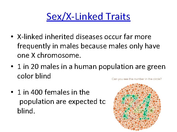 Sex/X-Linked Traits • X-linked inherited diseases occur far more frequently in males because males Sex/X-Linked Traits • X-linked inherited diseases occur far more frequently in males because males