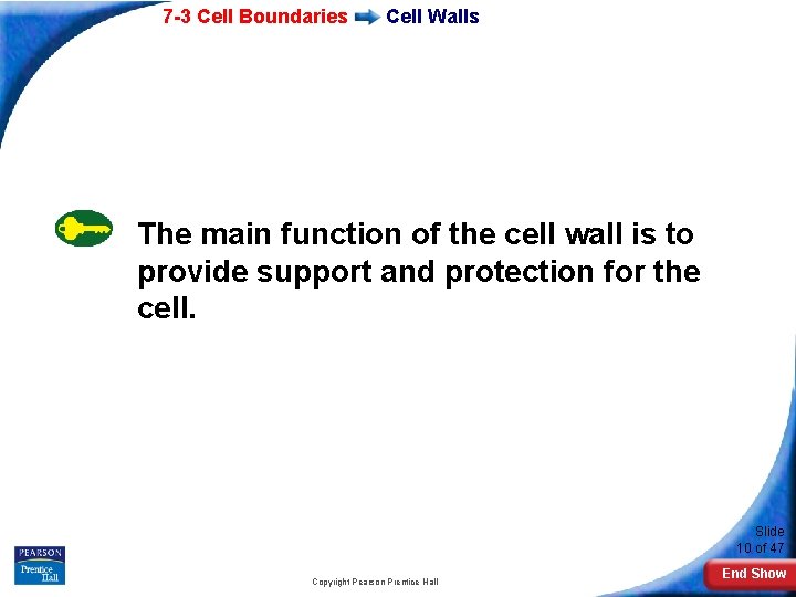 7 -3 Cell Boundaries Cell Walls The main function of the cell wall is