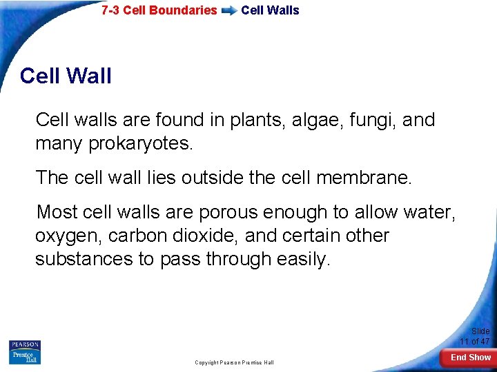 7 -3 Cell Boundaries Cell Wall Cell walls are found in plants, algae, fungi,