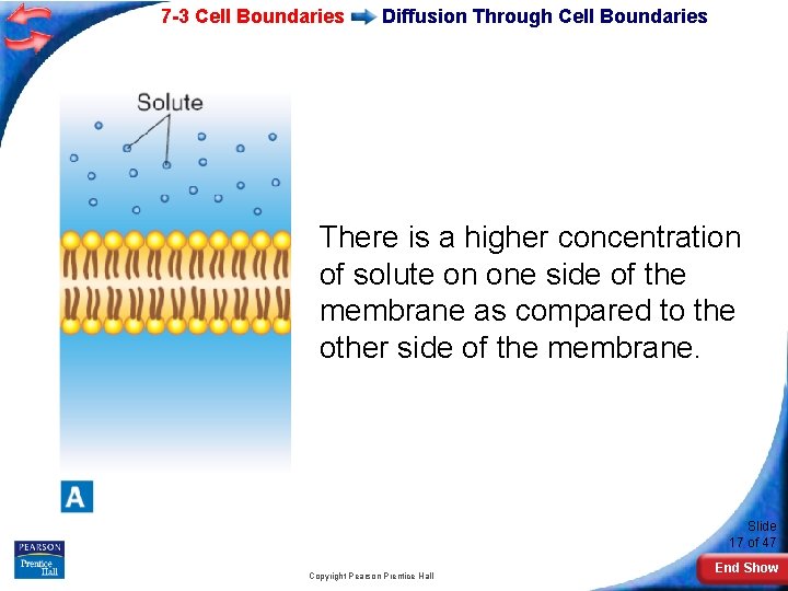 7 -3 Cell Boundaries Diffusion Through Cell Boundaries There is a higher concentration of