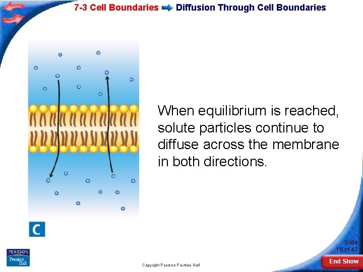 7 -3 Cell Boundaries Diffusion Through Cell Boundaries When equilibrium is reached, solute particles