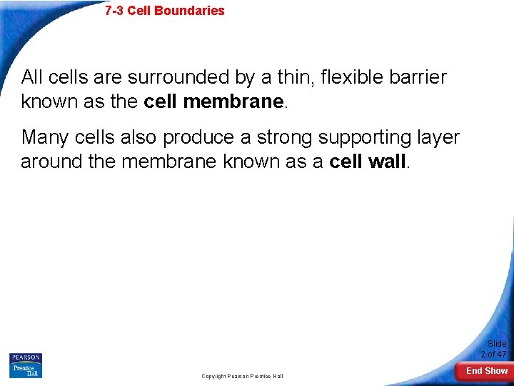 7 -3 Cell Boundaries All cells are surrounded by a thin, flexible barrier known