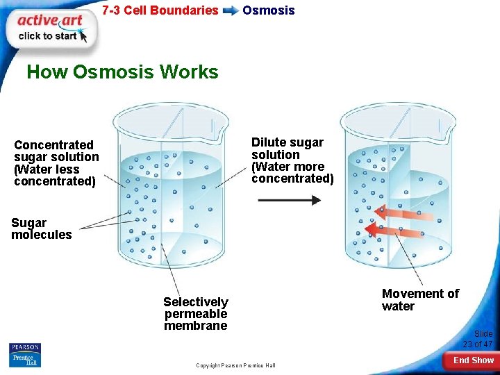 7 -3 Cell Boundaries Osmosis How Osmosis Works Dilute sugar solution (Water more concentrated)