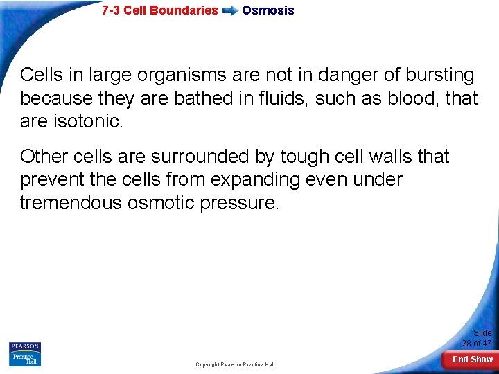 7 -3 Cell Boundaries Osmosis Cells in large organisms are not in danger of